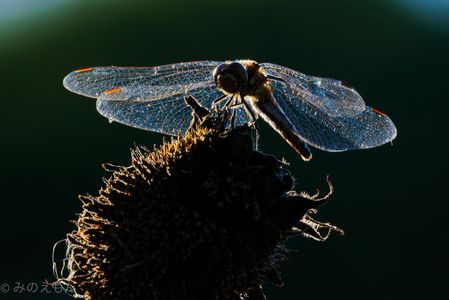 陽をまとう翅（はね）に魅とれる　〜アキアカネ〜