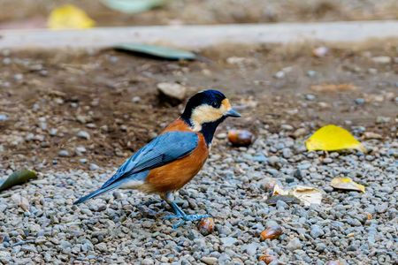 道の真ん中でご挨拶　〜一瞬のヤマガラさん〜