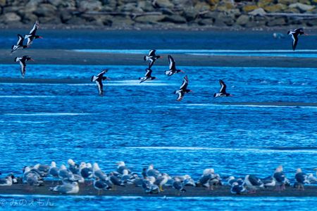 海の楽園を翔ける赤いクチバシたち 〜ミヤコドリ〜