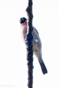 はじめましてのウソさん　〜明治神宮にて〜