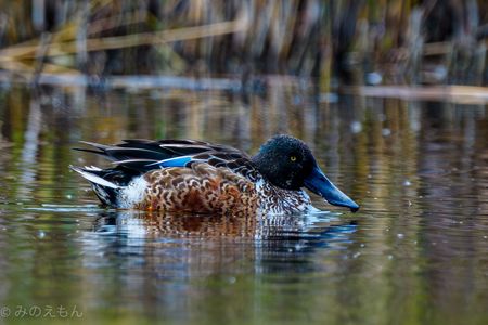 平たいクチバシの主に初対面ッ！　〜ハシビロガモ〜