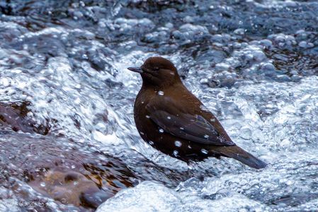 帰り際に訪れた小さな奇跡　〜初めましてのカワガラスさん〜