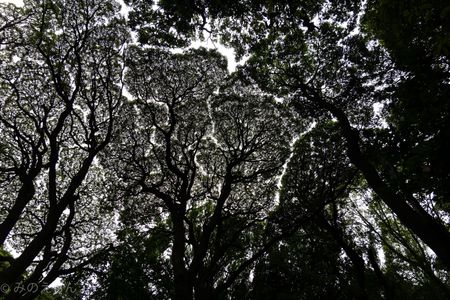 頭上に木々が描いた不思議な「ジグソーパズル」