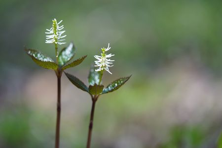 Chloranthus quadrifolius