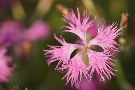 superb pink flower