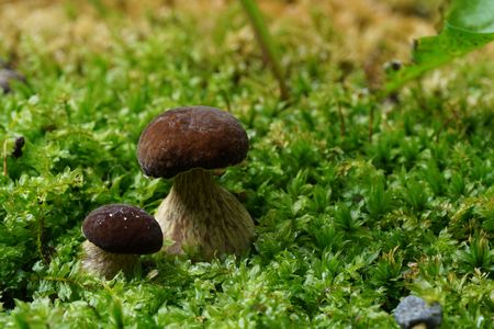 Boletus reticulatus