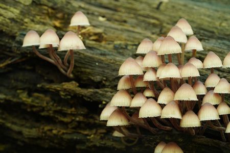 Mycena haematopus