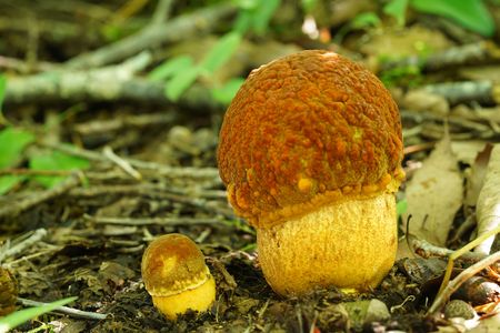 Rugiboletus extremiorientalis