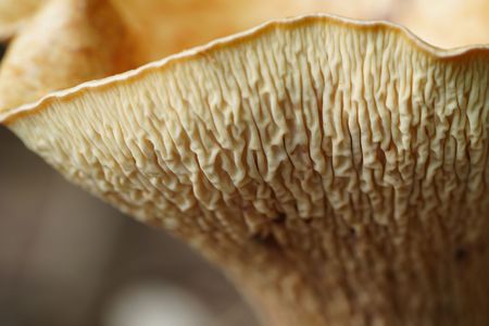 St. Georges mushroom
