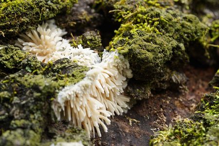 Radulomyces copelandii