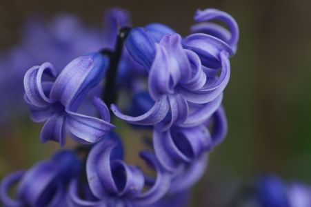 garden hyacinth