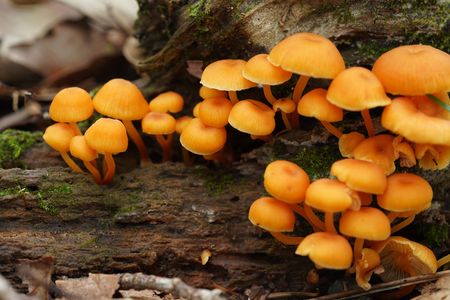 Xeromphalina campanella