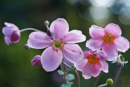 Anemone hupehensis