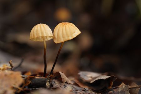 Marasmius pulcherripes