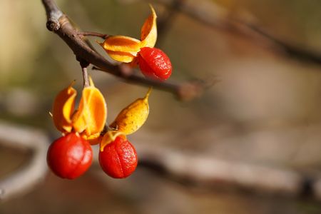 Celastrus orbiculatus