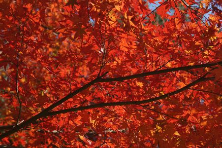 三渓園の綺麗な赤い紅葉