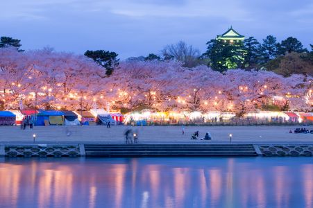 岡崎公園桜まつり