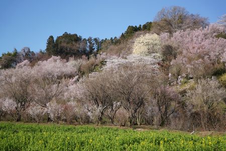 福島の春