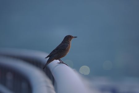 夜明け空とイソヒヨドリ