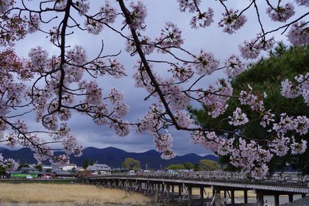 桜と嵐山渡月橋。