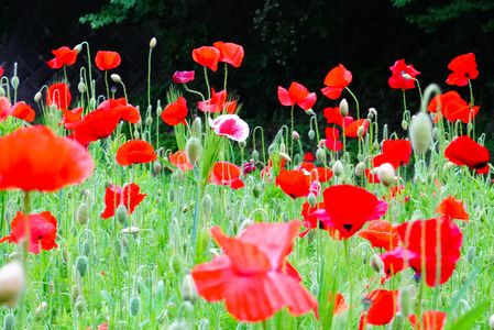 くりはま 花の園 ポピー園