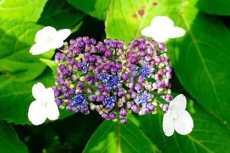 四角い紫陽花　今はミニチュア