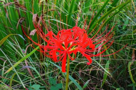 短い秋の庭を彩った花(ヒガンバナ)