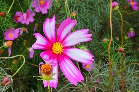 短い秋の庭を彩った花(コスモス2)