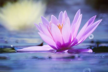 夢みる睡蓮　2025