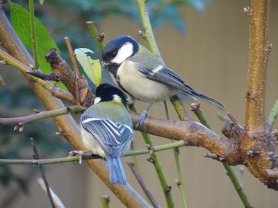 シジュウカラのツガイ