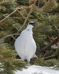立山室堂のライチョウ
