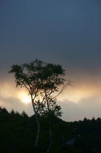 高原の朝日と木