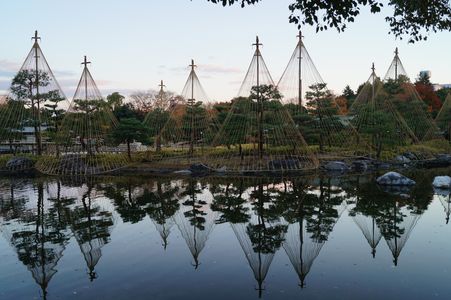 ライトアップ前の雪吊り。