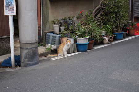 道の猫