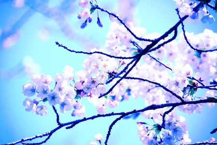 船岡城址の桜たち