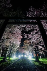 北上してきた北海道の桜