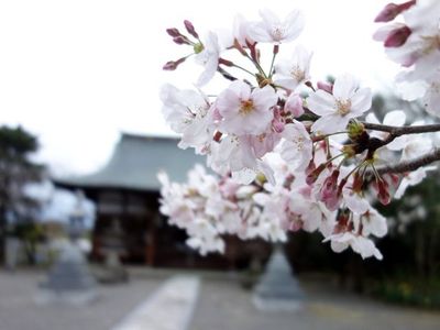 ある神社、春の訪れ