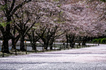 桜吹雪のカーテン