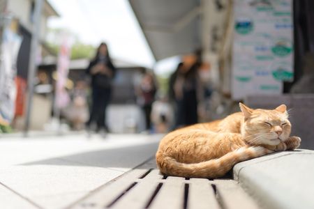 本日、お昼寝日和