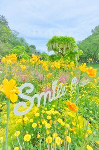 黄色い花で「Smile」を！