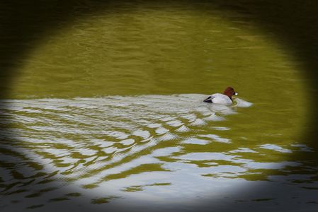 待望の冬鳥がやってきた