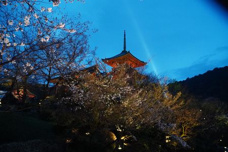 清水寺の夜桜