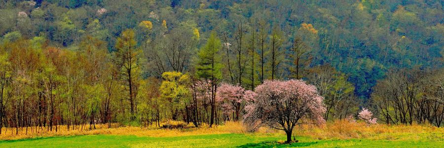 十勝の風景2041　足寄町の桜