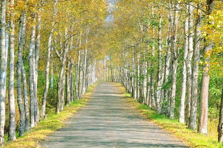 十勝の風景2186　白樺並木