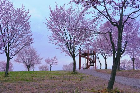 十勝の風景2029　桜六花公園