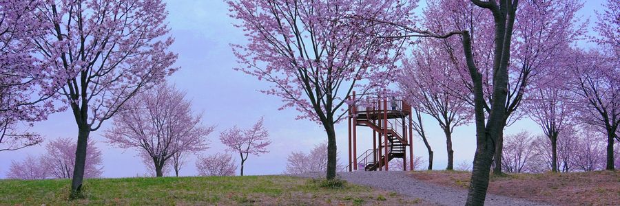 十勝の風景2030　桜六花公園P