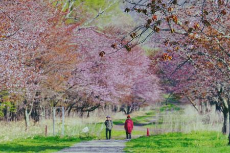 新日高町の風景　二人の桜道