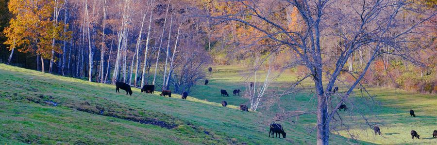 十勝の風景2180　山の牧場P