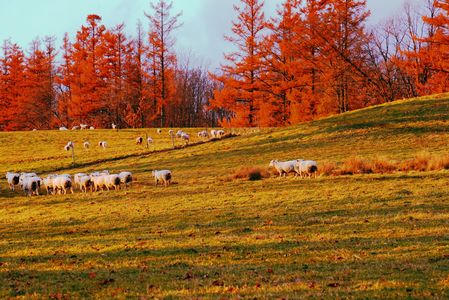 十勝の風景2191　晩秋の羊牧場