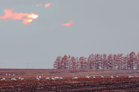 十勝の風景2235　夕暮れ時の白鳥